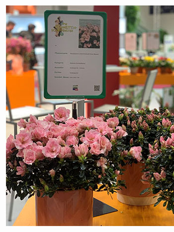 Hortinno® Christine® Cherry Blossom