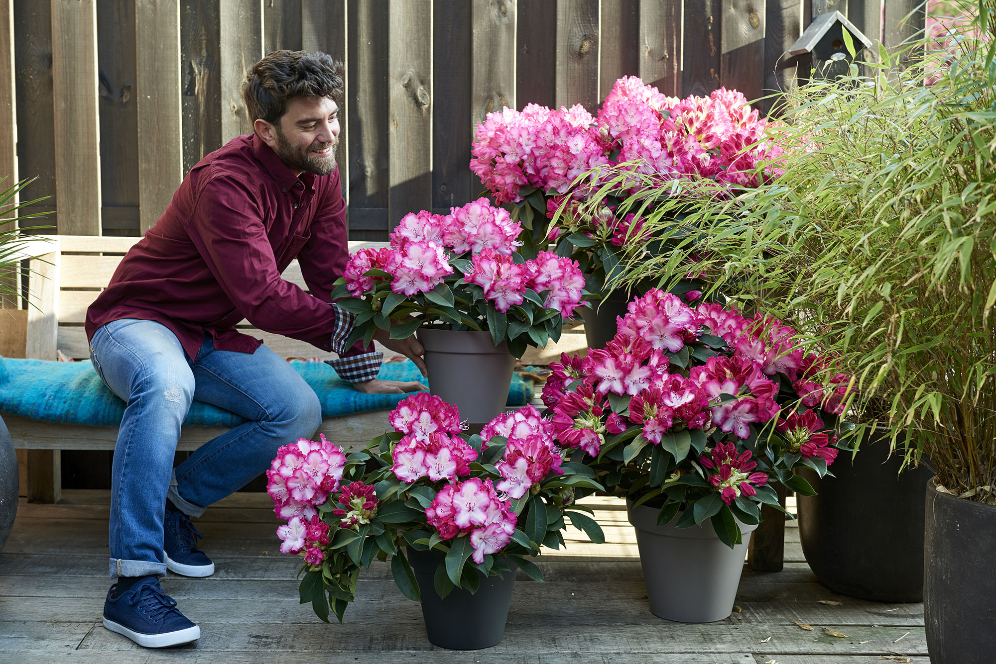 Rhododendron: care & tips Hortinno