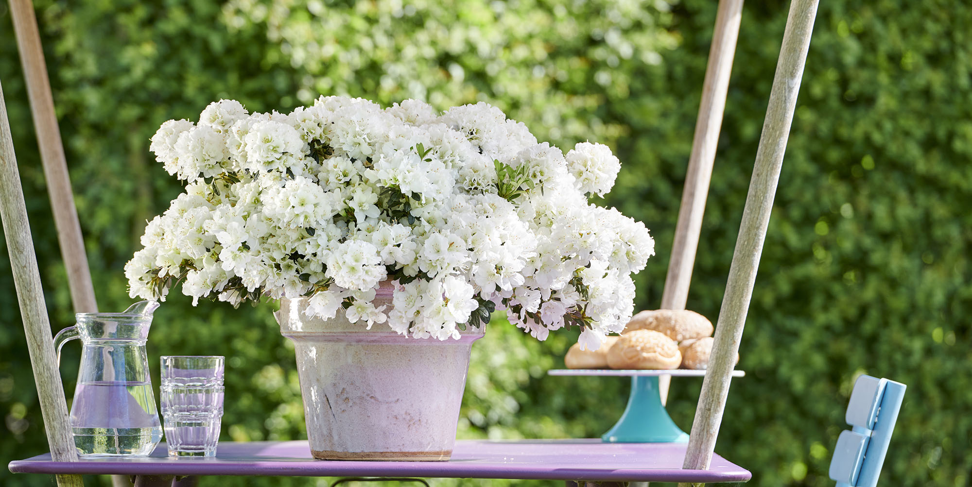 Hortinno Azajoy White Hortinno Azajoy White