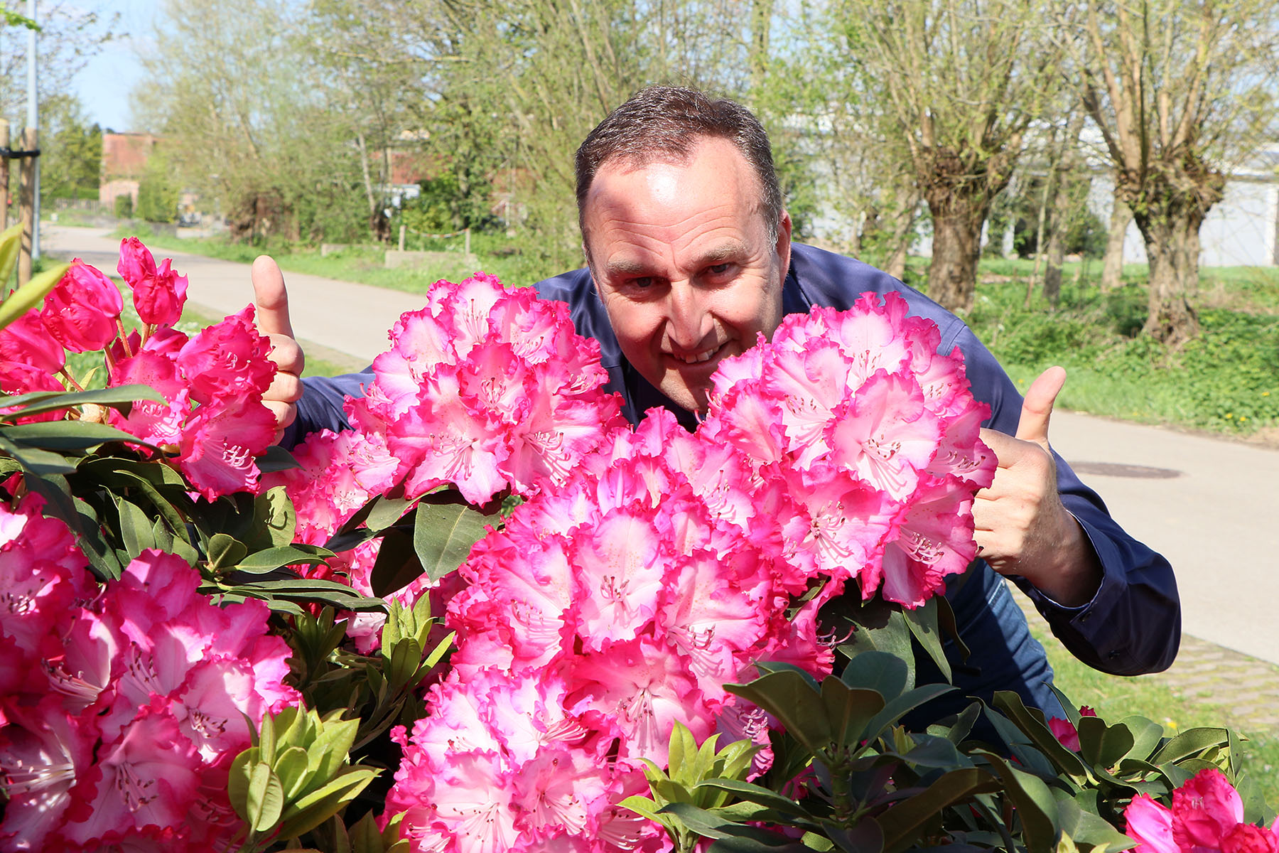 Rhododendron XXL Rhododendron XXL