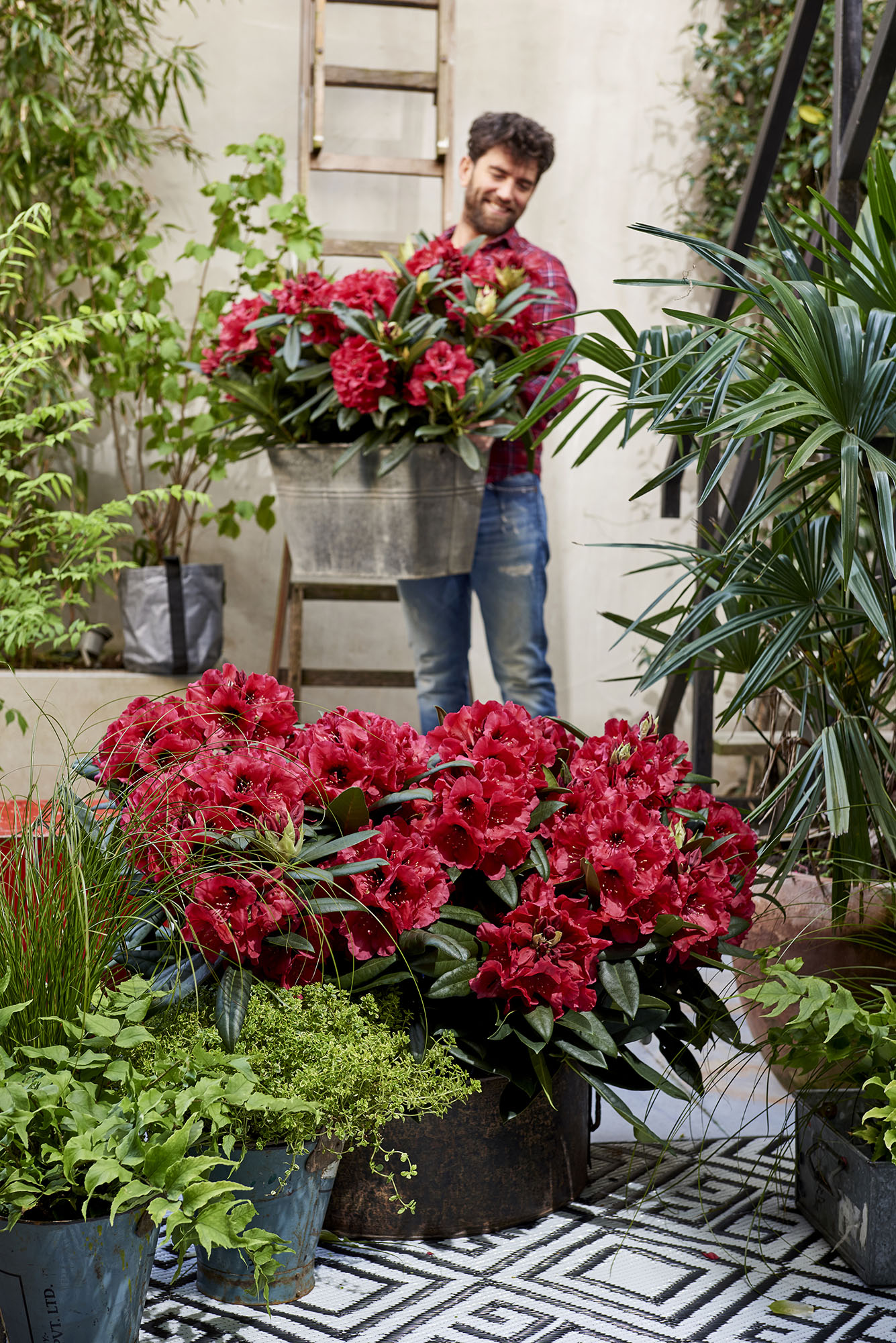 Rhododendron Red Devil®