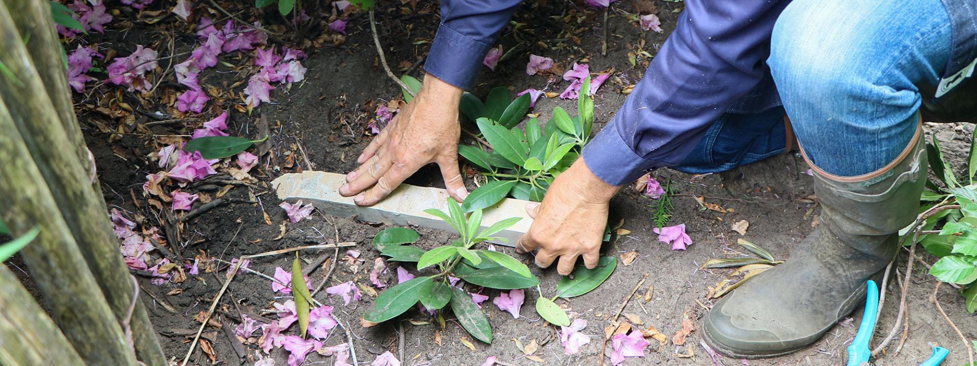 Comment marcotter un rhododendron?