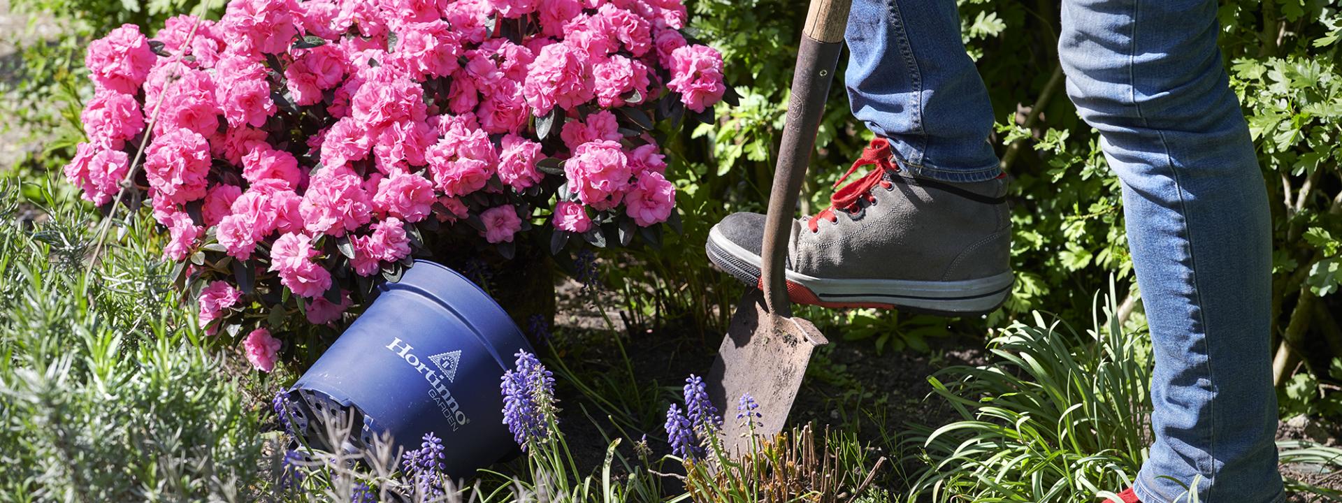 Hoe moet je een azalea verplanten?