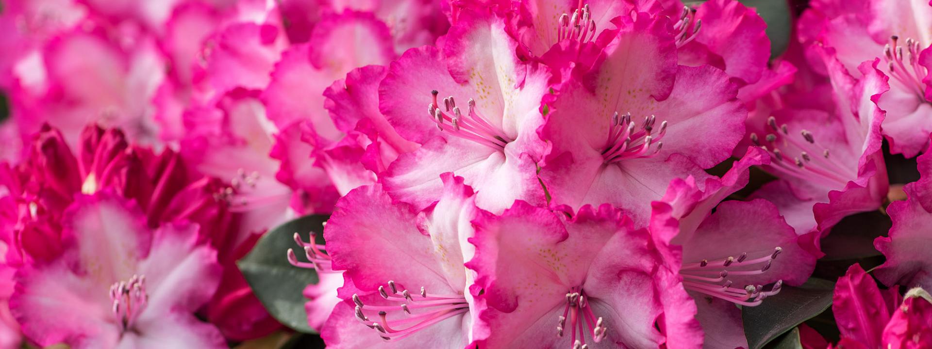 What is the flowering time and & flowering period of a rhododendron?