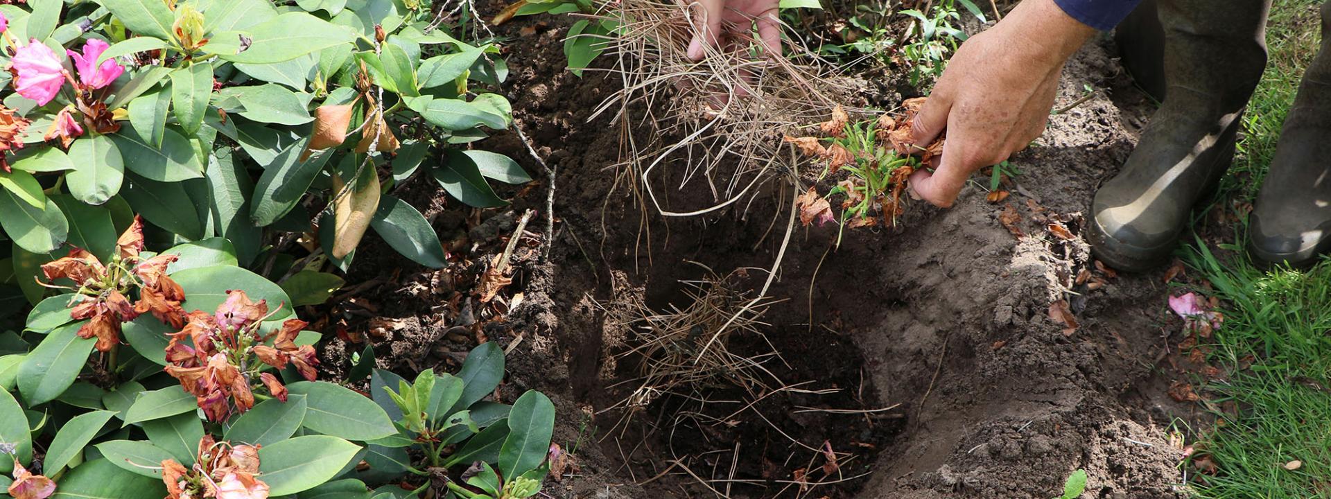 How to transplant a rhododendron