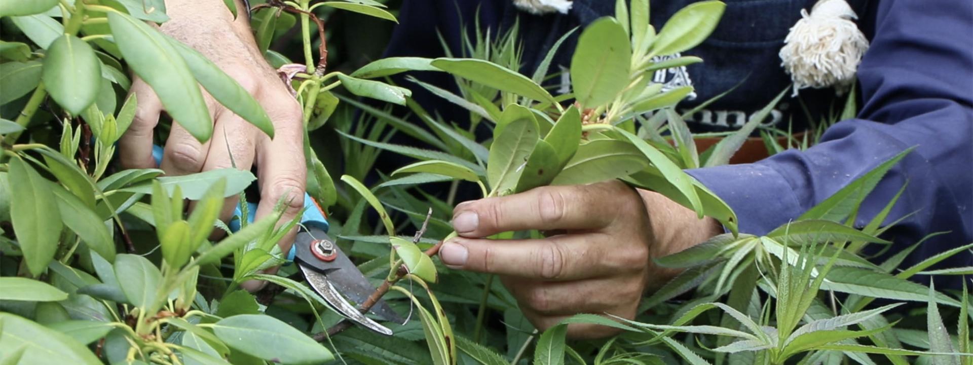 Pruning rhododendrons