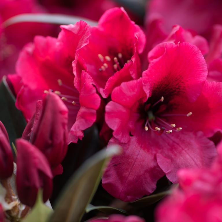 Hortinno® GARDEN Rhododendron Red Devil®