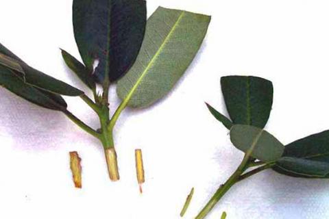 How to take rhododendron cuttings