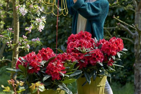 Hortinno® GARDEN Rhododendron Red Devil®