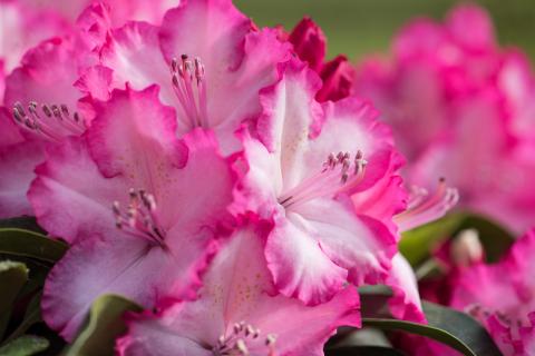 Hortinno® GARDEN Rhododendron XXL®