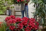 Hortinno® GARDEN Rhododendron Red Devil®