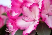 Hortinno® GARDEN Rhododendron XXL®
