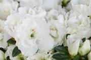 Hortinno® HOME Christine® Belli 